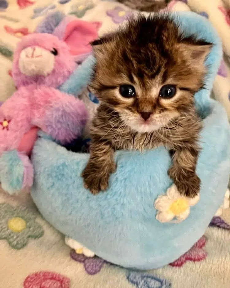 Happy Easter from our newest little rescue girl, currently named Miss SassyPants! She's 2-3 weeks old, recently found all alone, but now thriving in foster care 🩷🐰😍