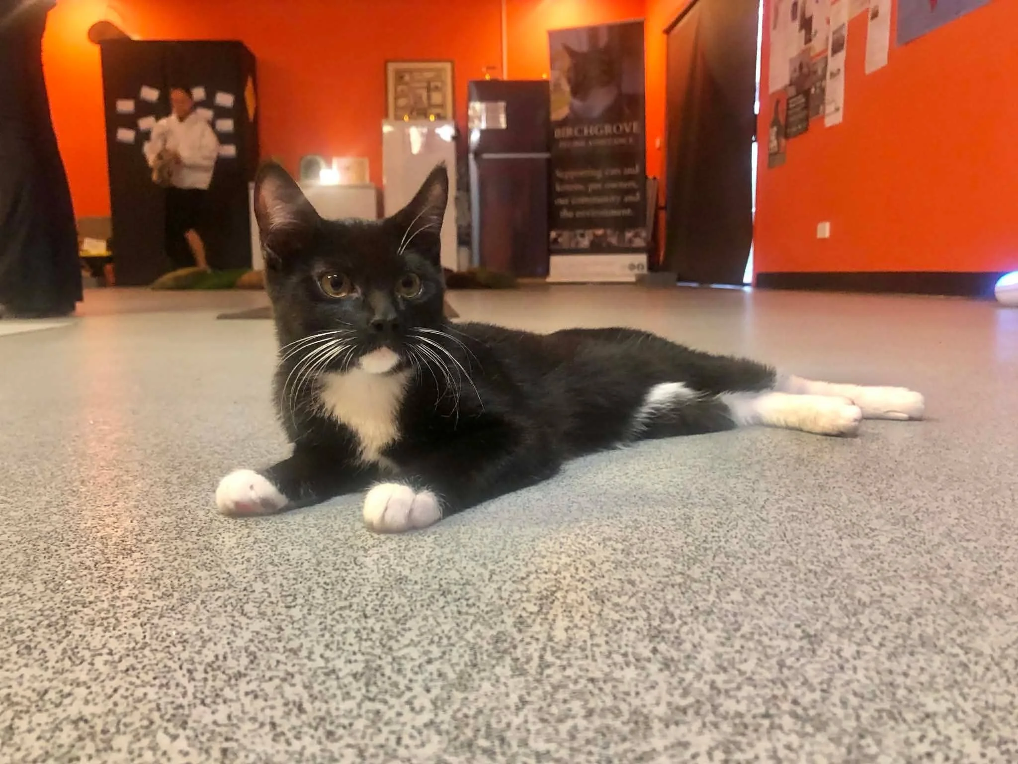 Our Kitten Yoga Event was PURR-fect!

What an incredible night we had at our recent fundraiser! Our little feline friends were absolutely gorgeous...curious, cuddly, and ofcourse  the stars of the night! We couldn't have asked for better (or more ado