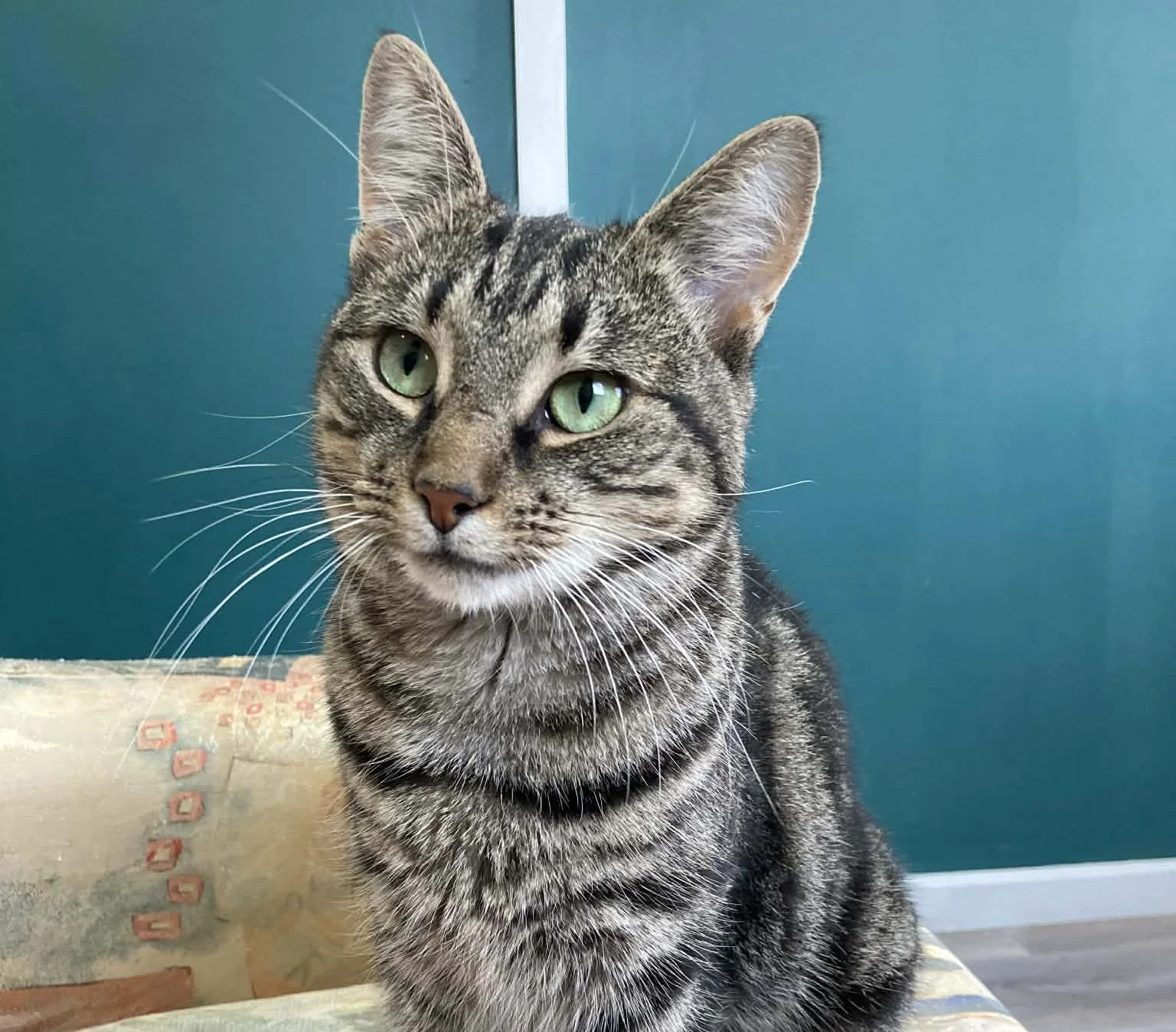 Please share far and wide so we can help Norma! 🙏🩷🥺
_________________________

Interested in fostering&hellip; or maybe adopting?
 
This is Norma &ndash; our petite two-year-old, beautiful green-eyed tabby girl... and currently Birchgrove's longes