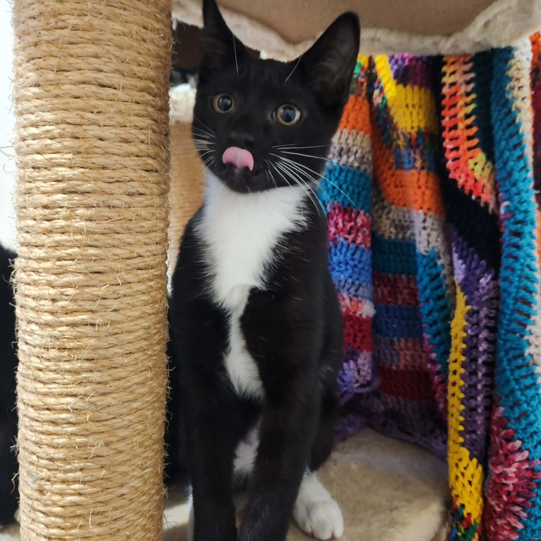 Pop into PetStock Sorell today between 11am and 3pm to meet some adorable kitties ready for adoption and have a chat with the Birchgrove team about adoption, fostering, volunteering, or just cats in general!

Photo of Spatz 🥰