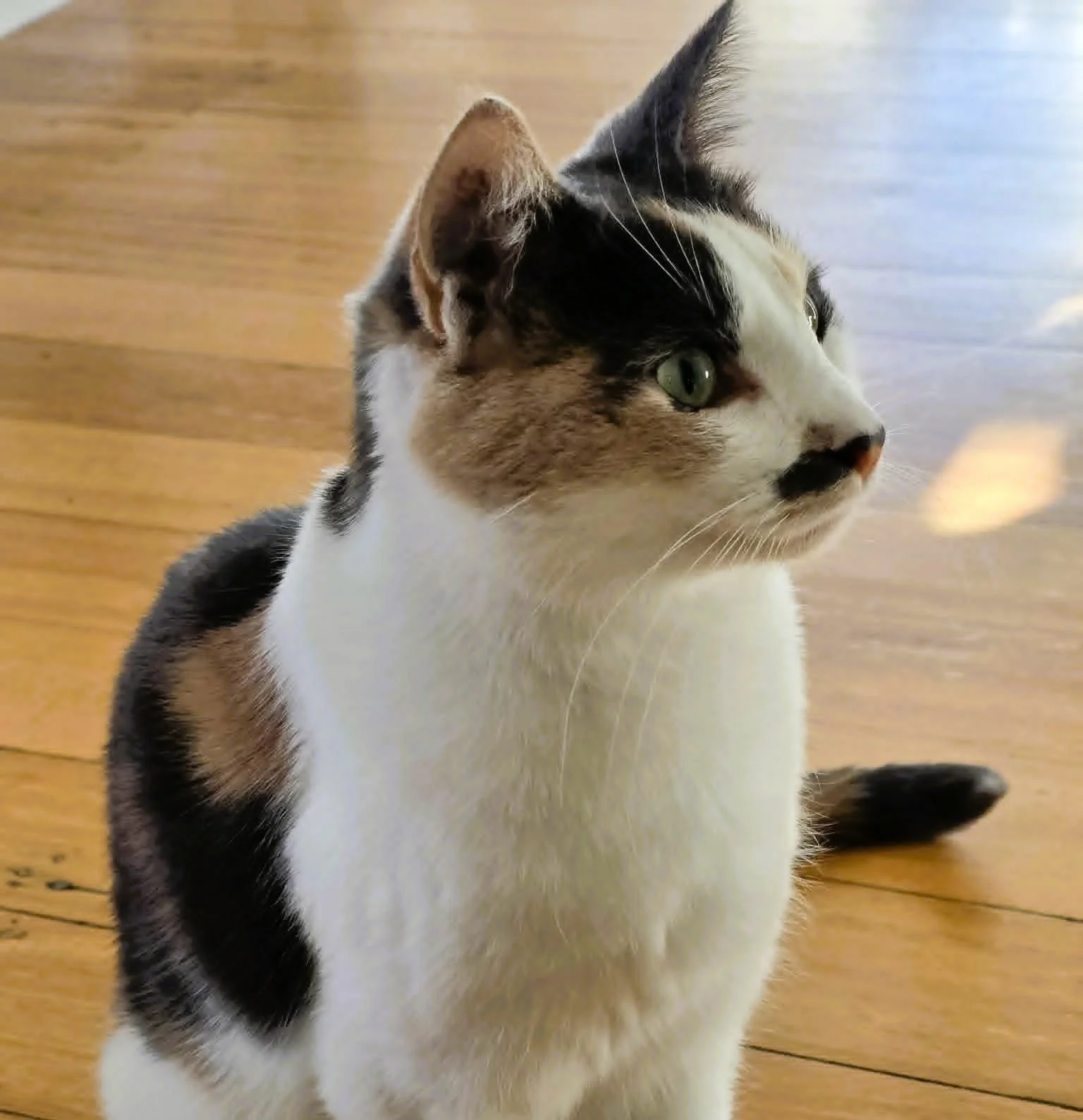 Meet Muffin, a stunning girl with so much love to give, just waiting for the right person to receive it. 🧡
She might seem a little shy and reserved at first, but once Muffin she feels safe and settled, she transforms into the ultimate companion.. cu