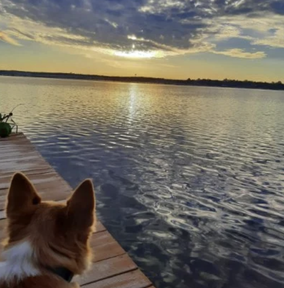 Pet friendly stays.png