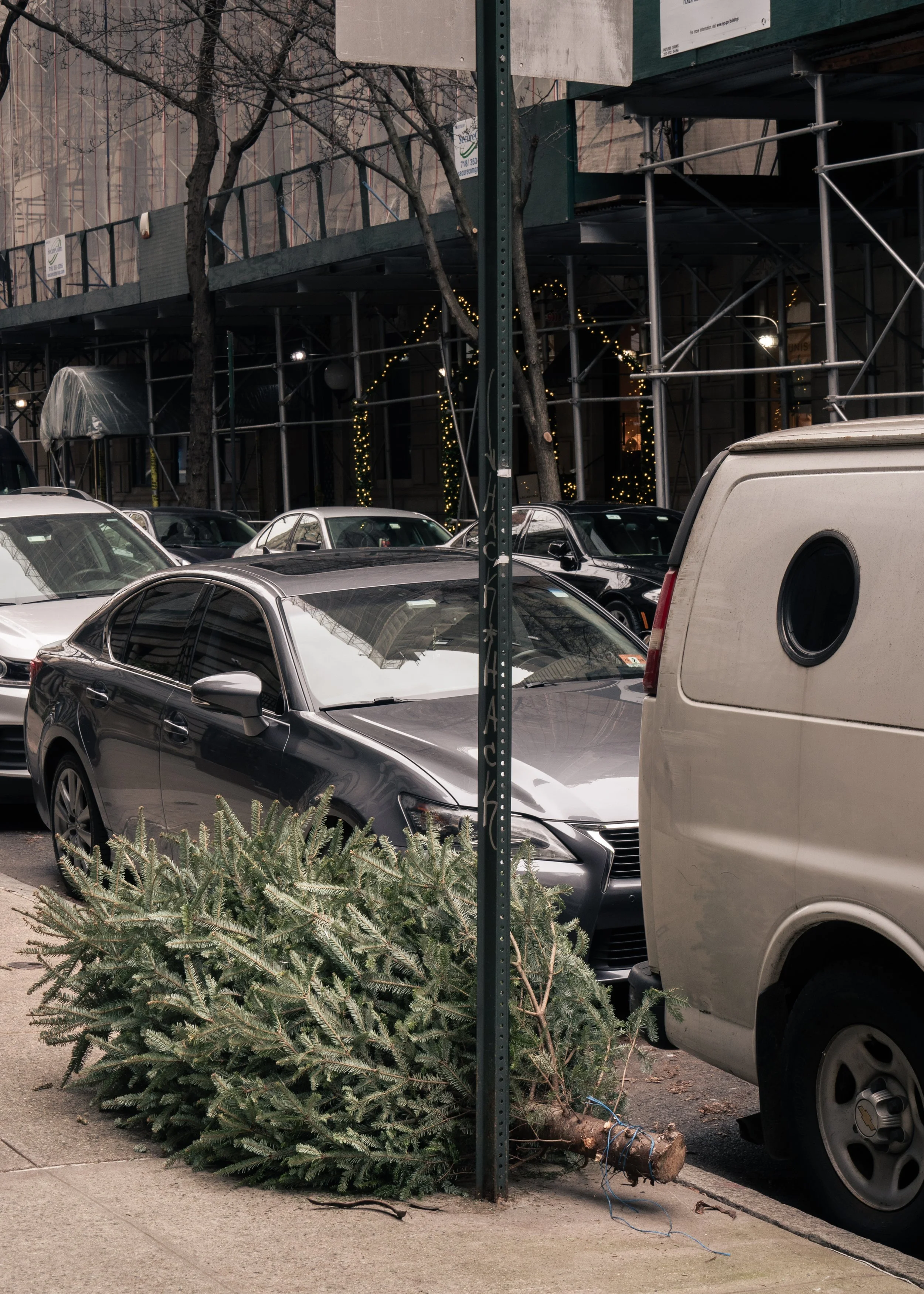 A fallen Christmas tree on the sidewalk in front of parked cars, with a building under construction or renovation in the background.