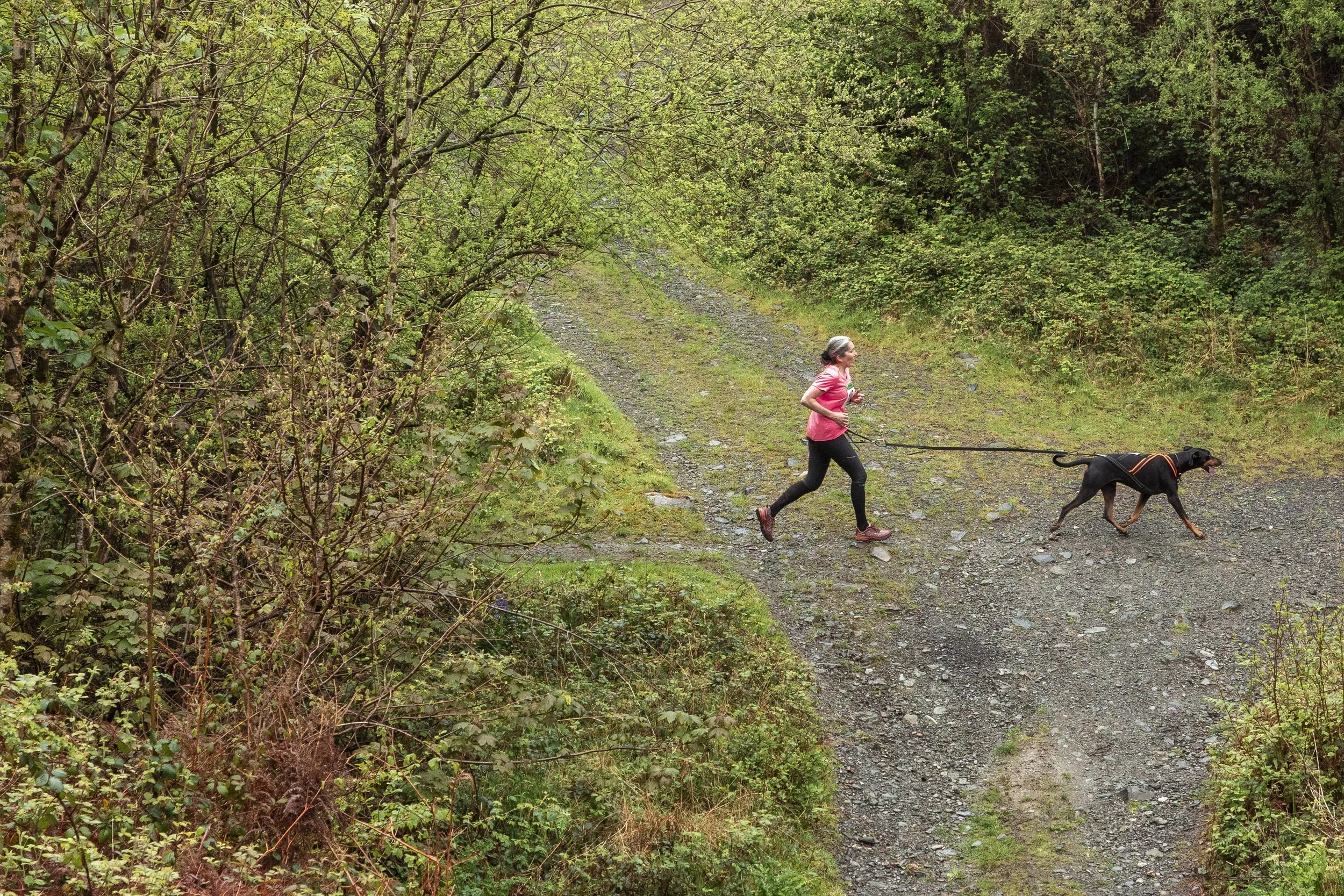 A woman jogging on a gravel trail in a wooded area, pulling a black dog on a leash.