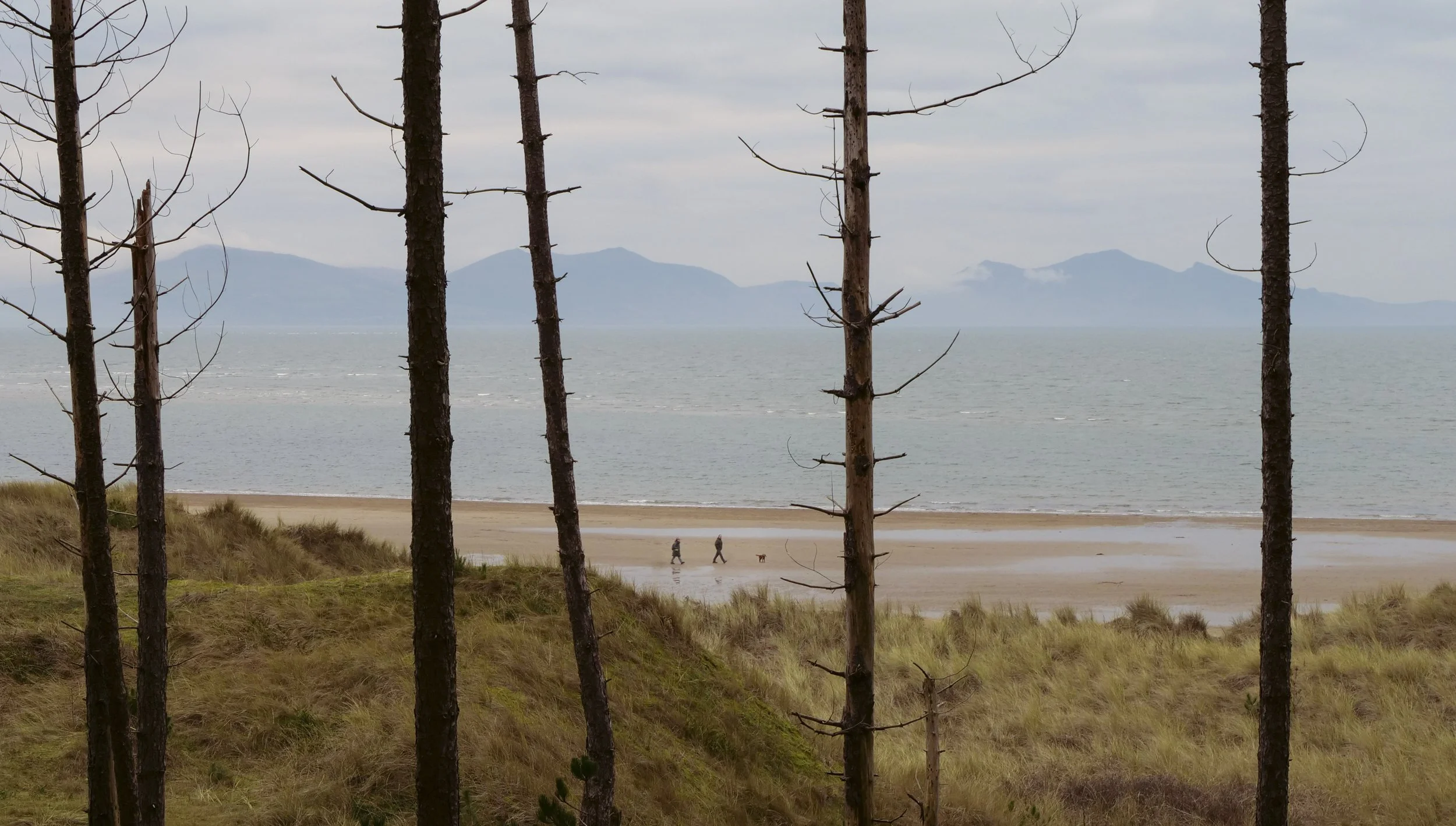 View of a beach in Anglesey, North Wales, with three people walking their dog, framed by tall trees in the foreground and mountains in the background under cloudy sky.
