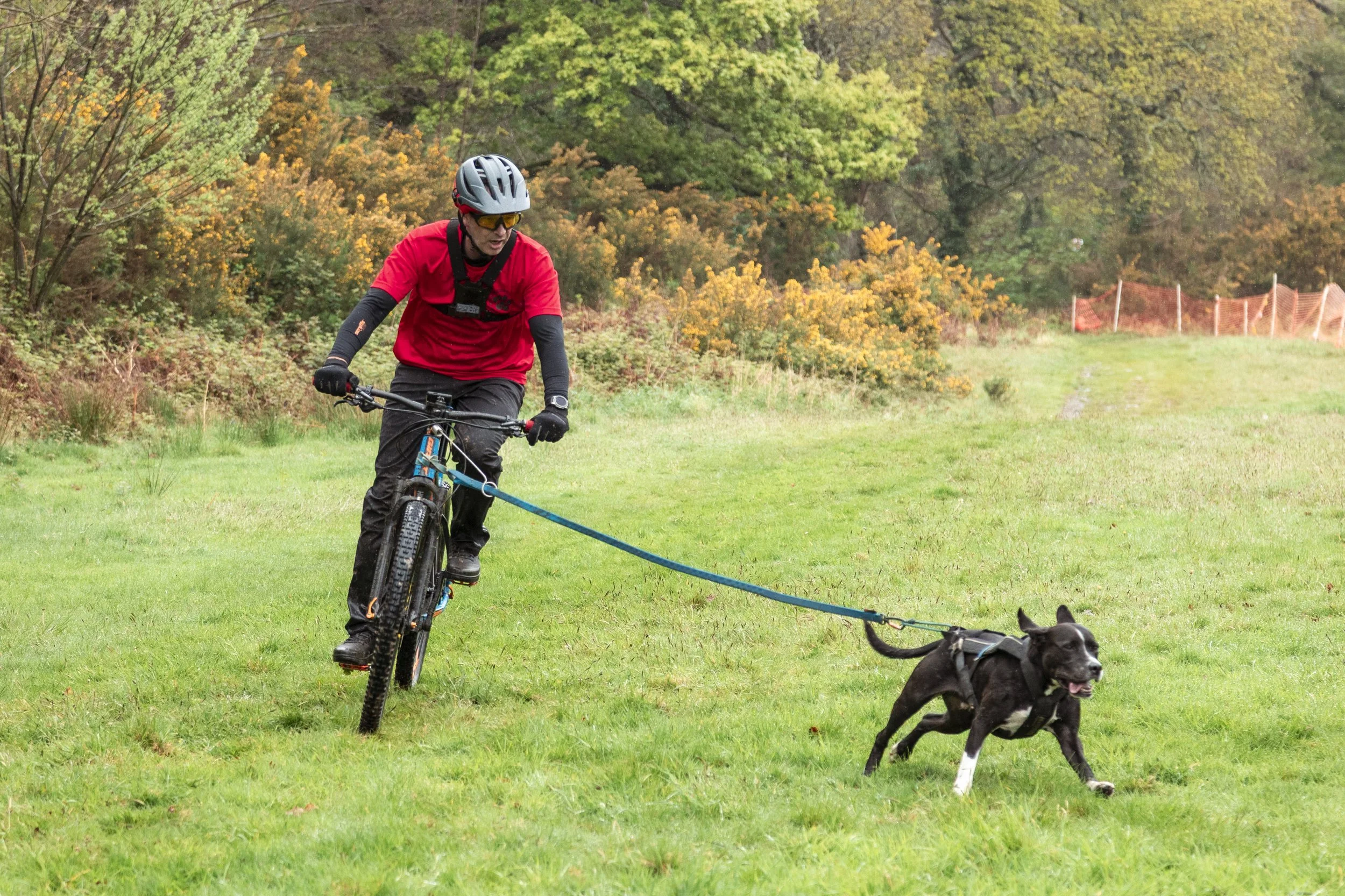 A man on a mountain bike wearing a red shirt, black pants, helmet, and sunglasses is pulling a sprinting dog on a grassy field with autumn foliage in the background.