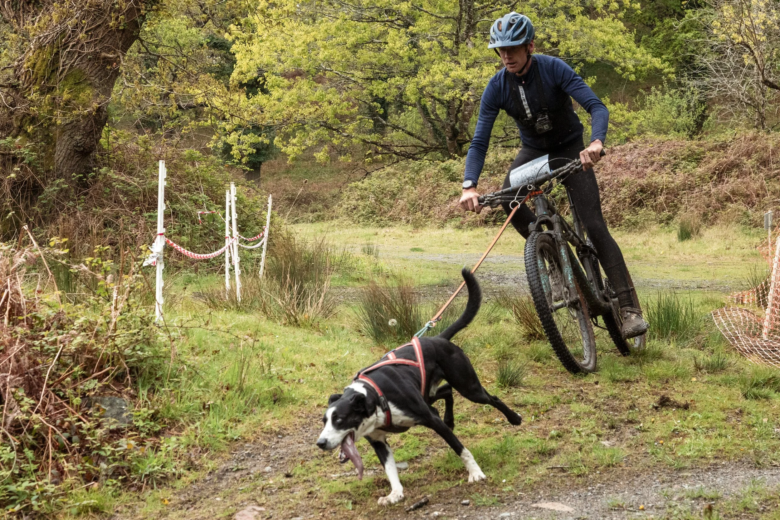 A person wearing a helmet riding a mountain bike on a dirt trail with a dog running in front of them, pulling on a leash. The trail is in a wooded area with trees and bushes.