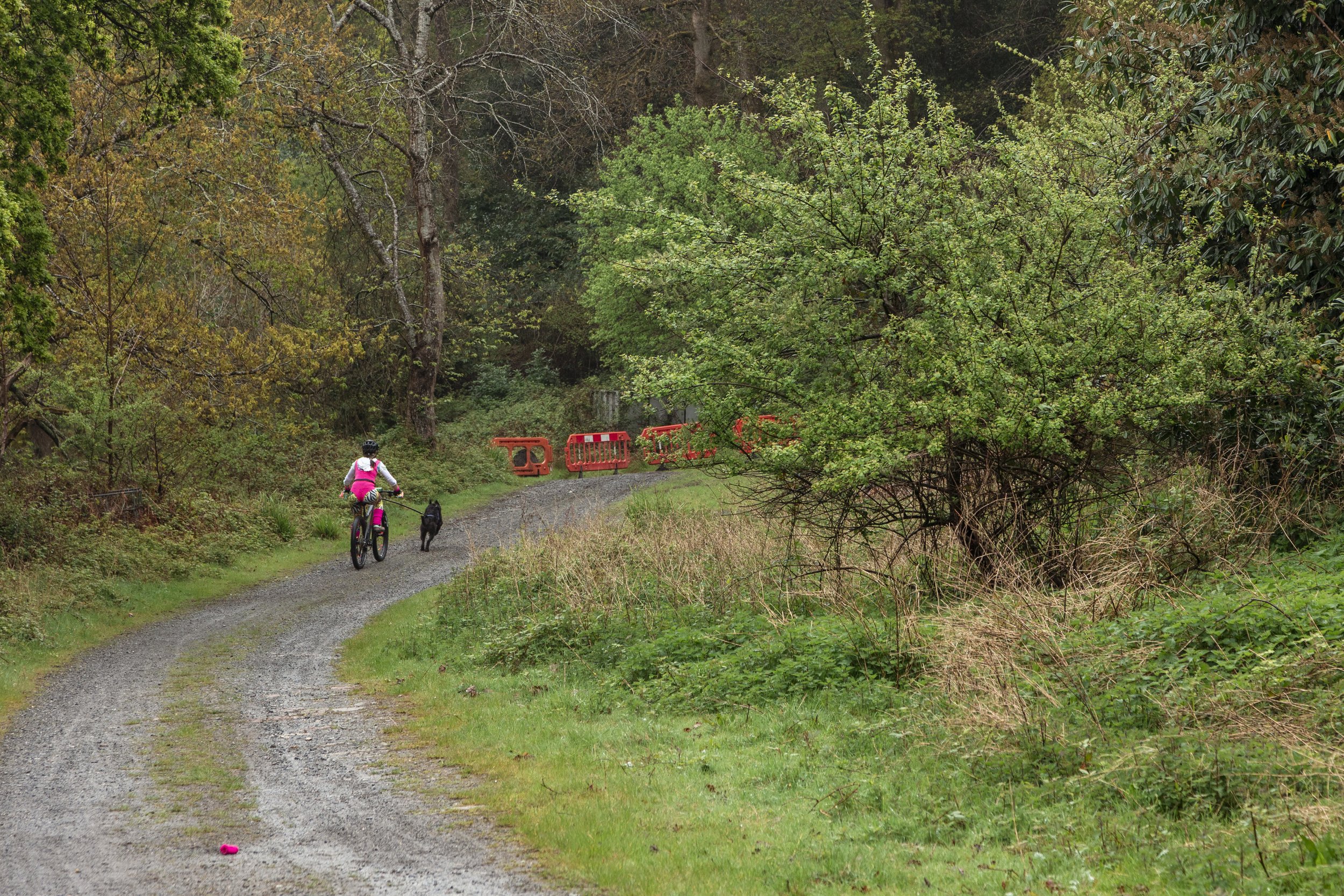 A girl riding a pink bicycle with a black dog walking beside her on a gravel trail in a lush green forest, with orange traffic barriers ahead on the path.
