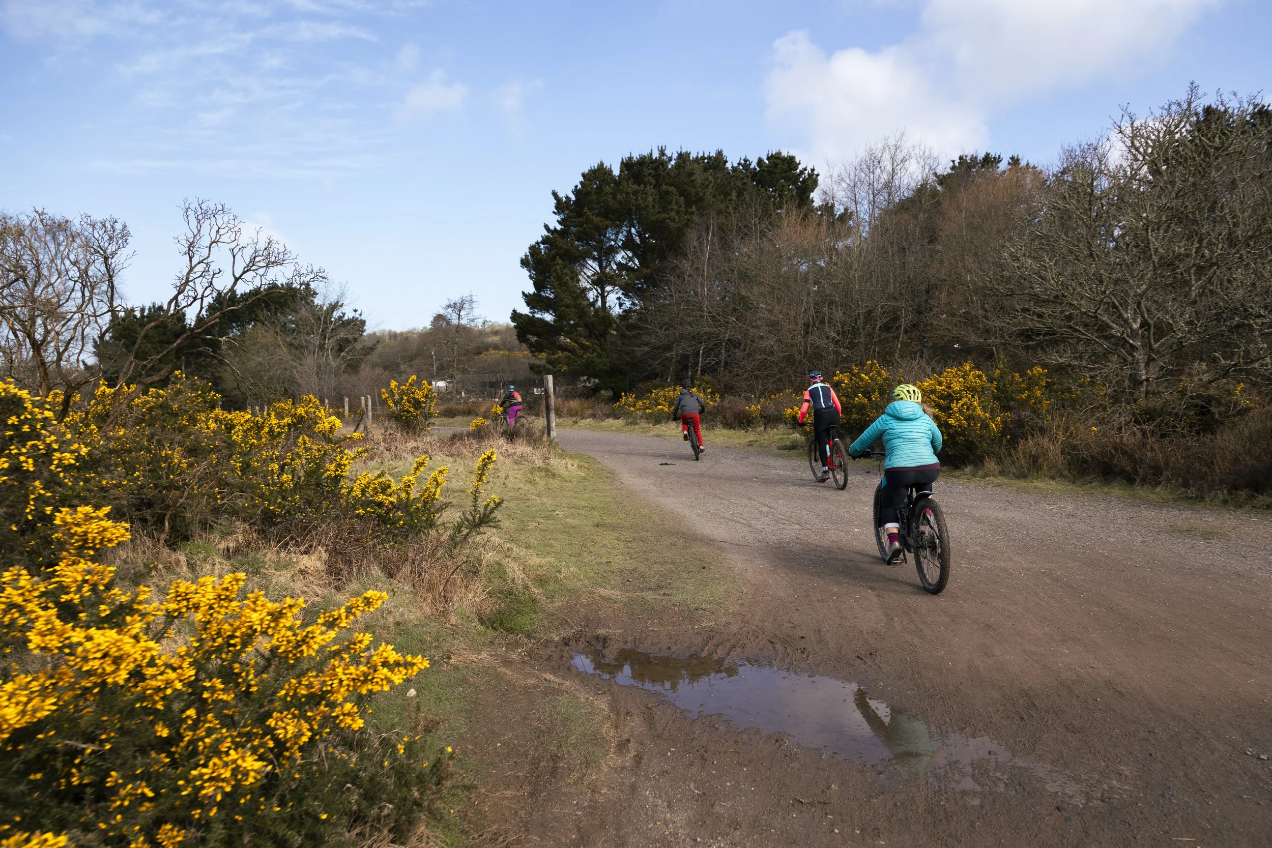 Four people riding bicycles on a dirt trail through a park with yellow flowering bushes and leafless trees under a partly cloudy sky.