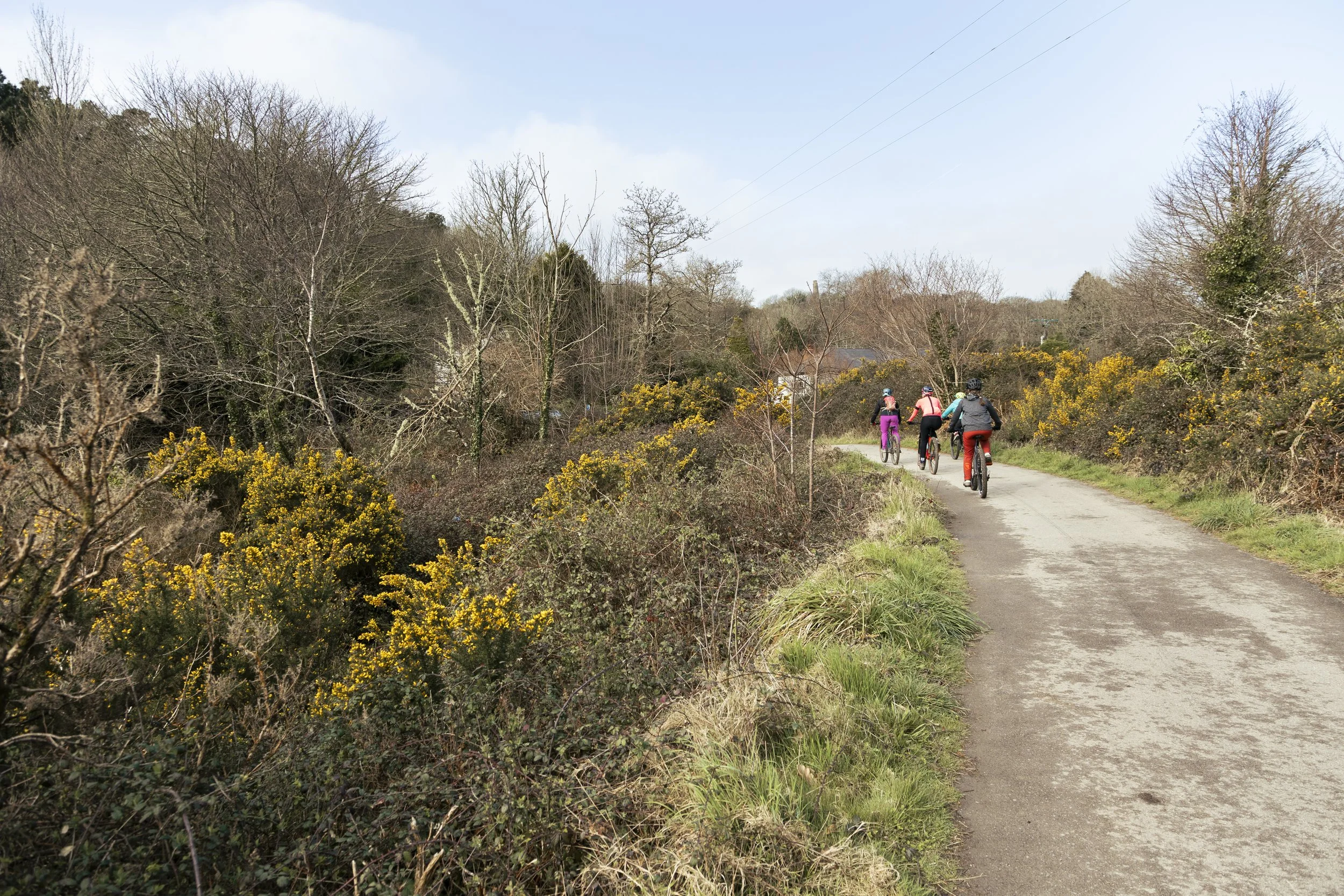 Four people riding bikes on a dirt path through a rural countryside with trees and yellow flowering bushes.