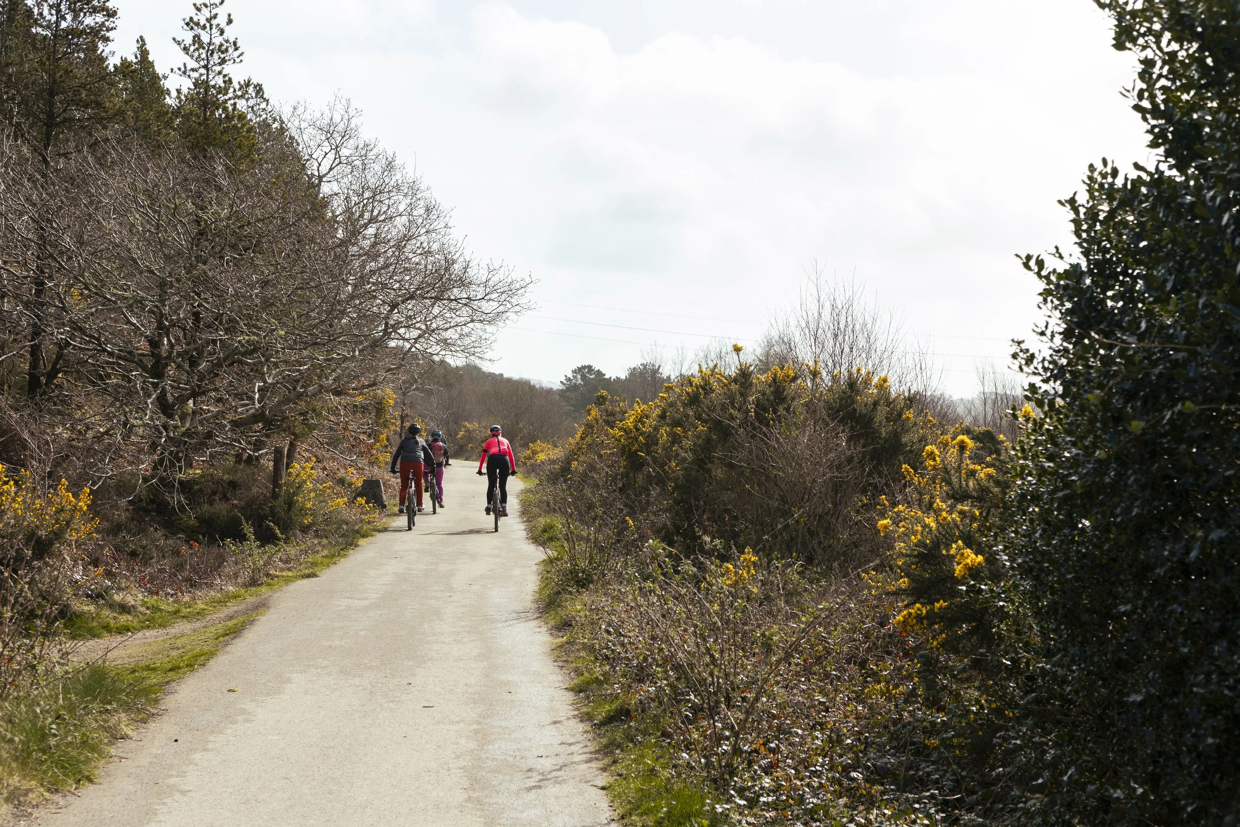 Four people riding bicycles on a dirt trail through a park with trees and yellow wildflowers.