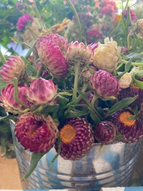 Strawflower- Tall Mix