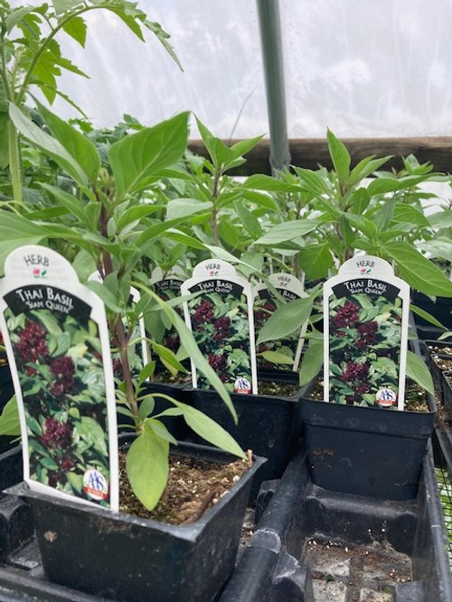 Thai Basil.jpeg