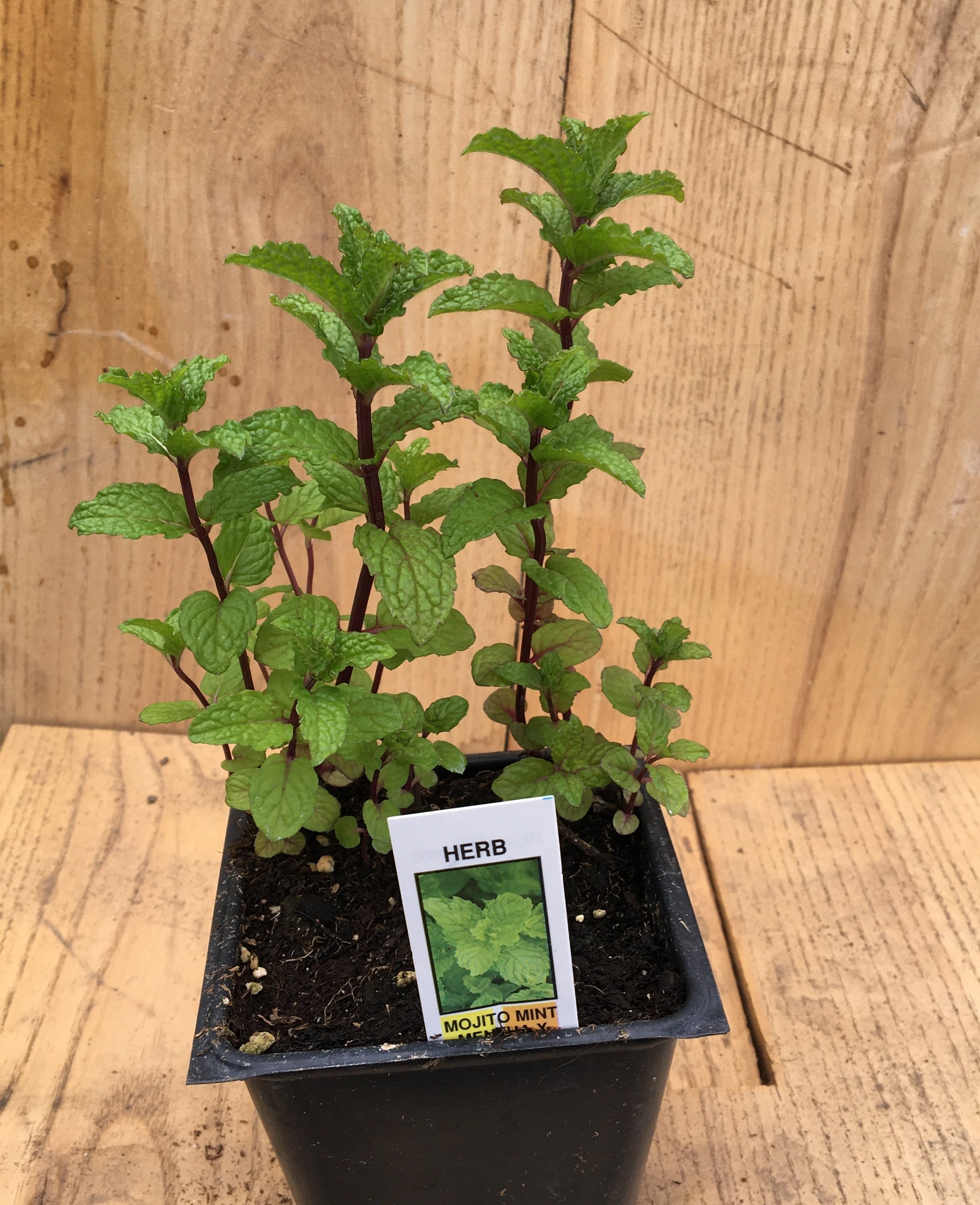 Mint - Mojito