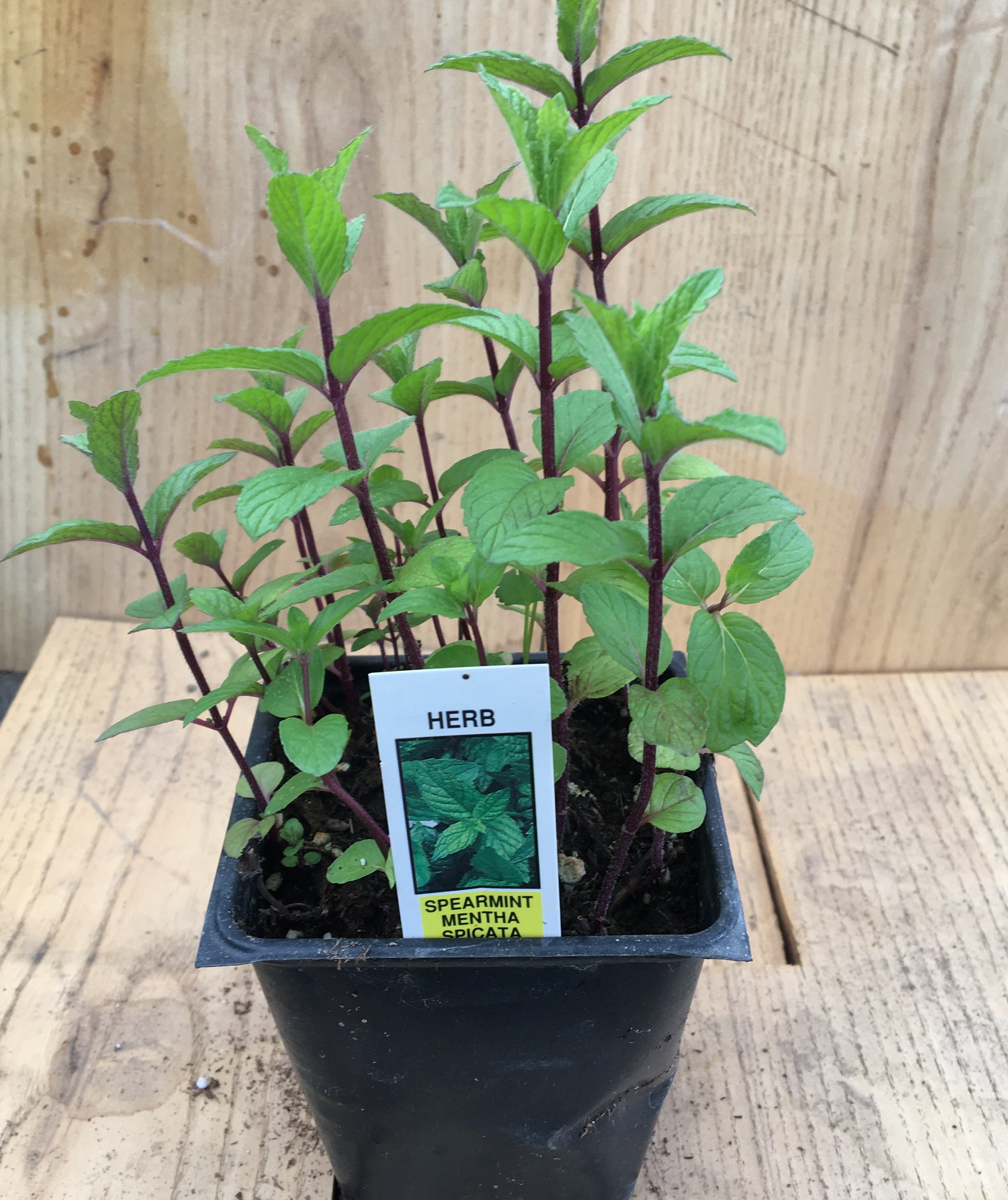 Mint- Spearmint