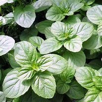 Mint- Orange