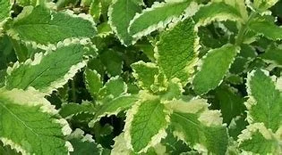 Mint- Pineapple Mint