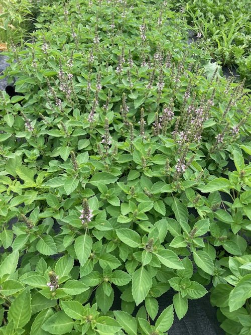 Blue Spice Basil.jpeg