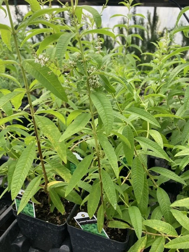 Lemon Verbena