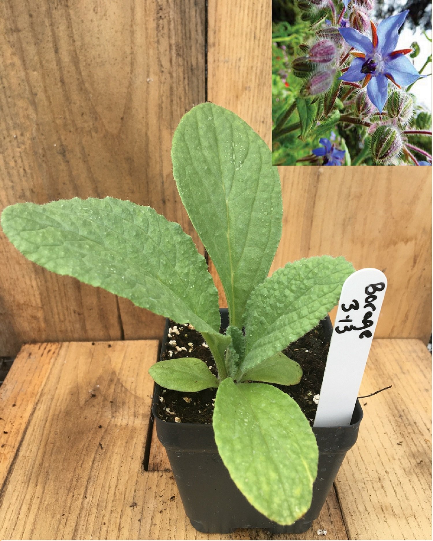 Borage