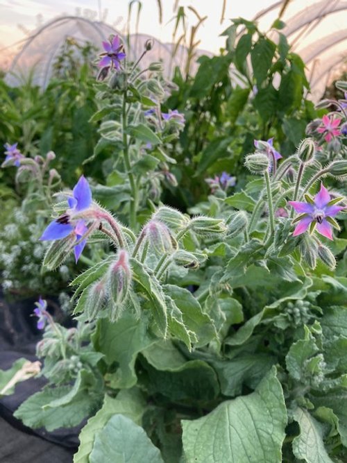 borage plant.jpeg