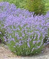 Lavender- Munstead