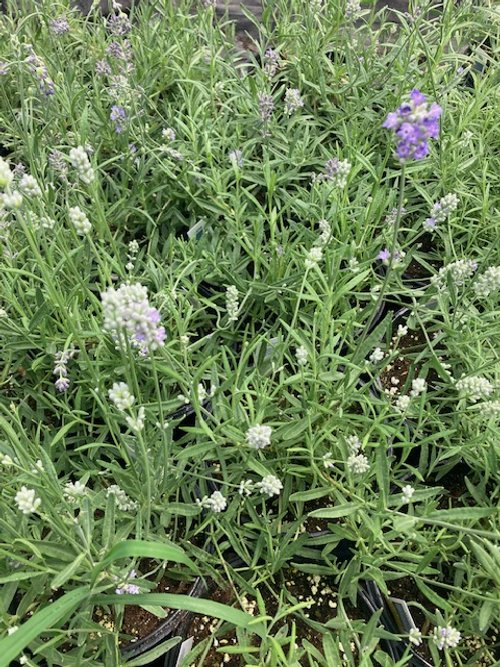 Lavender in pots.jpeg