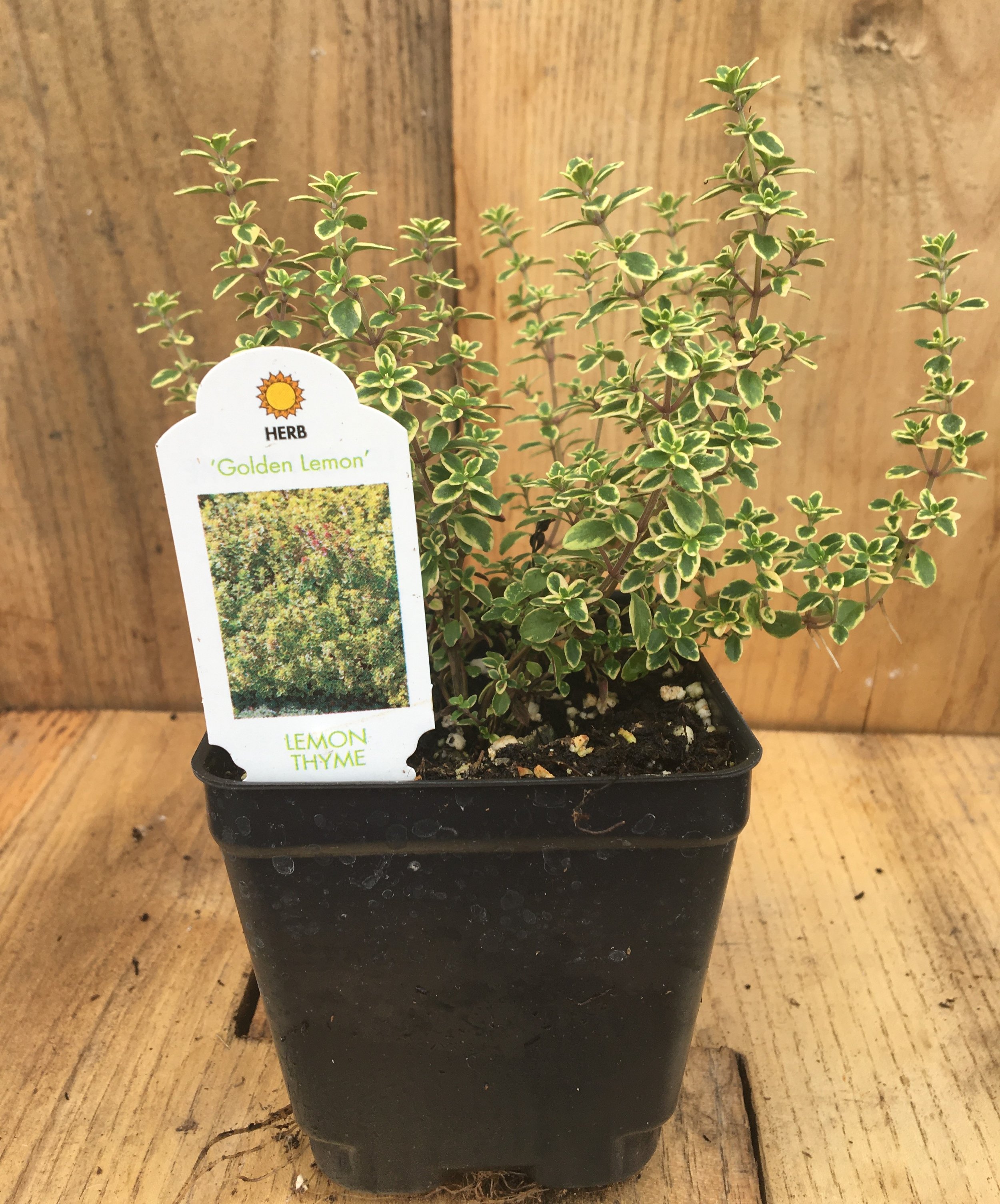 Lemon Thyme