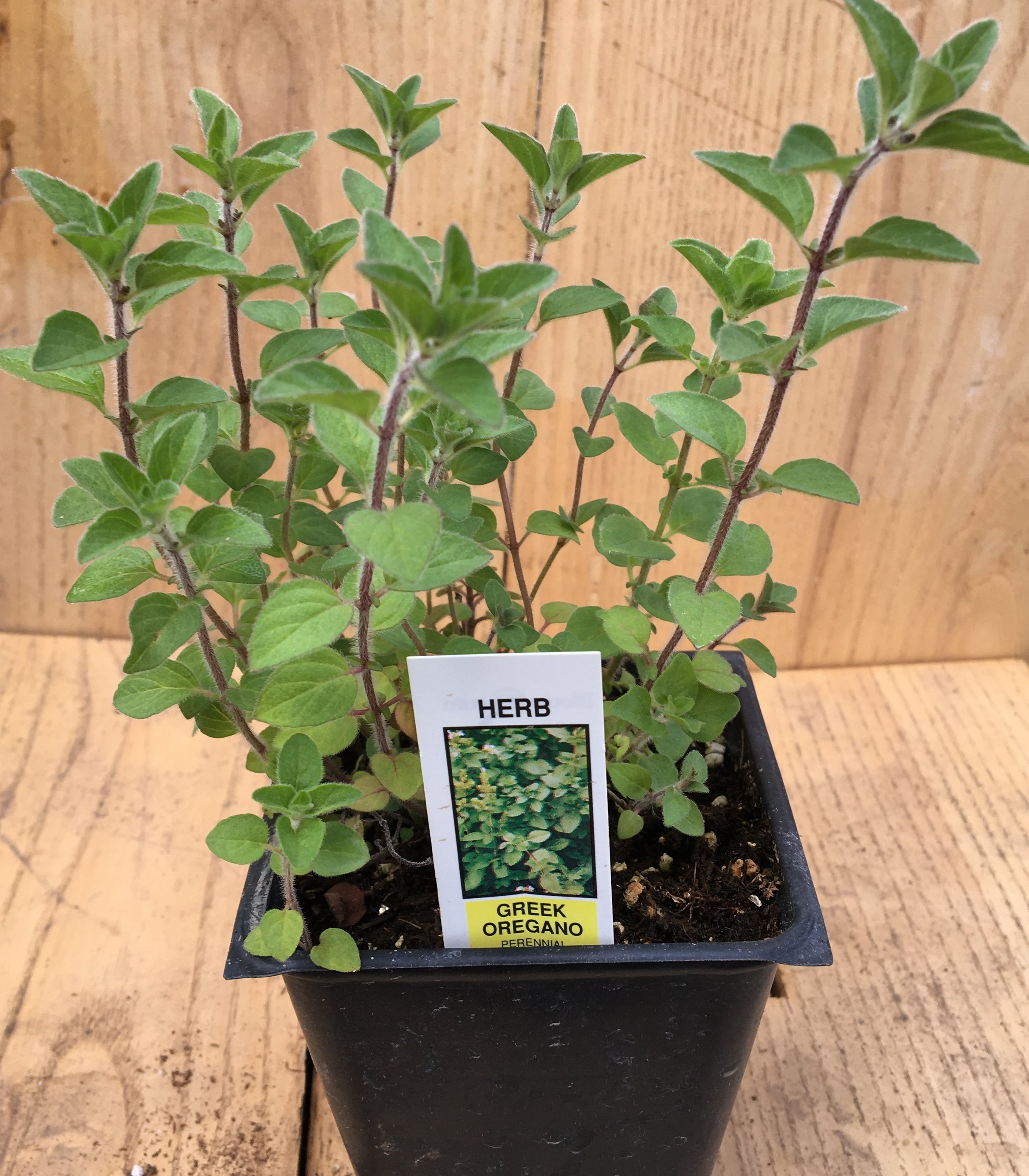 Oregano - Greek