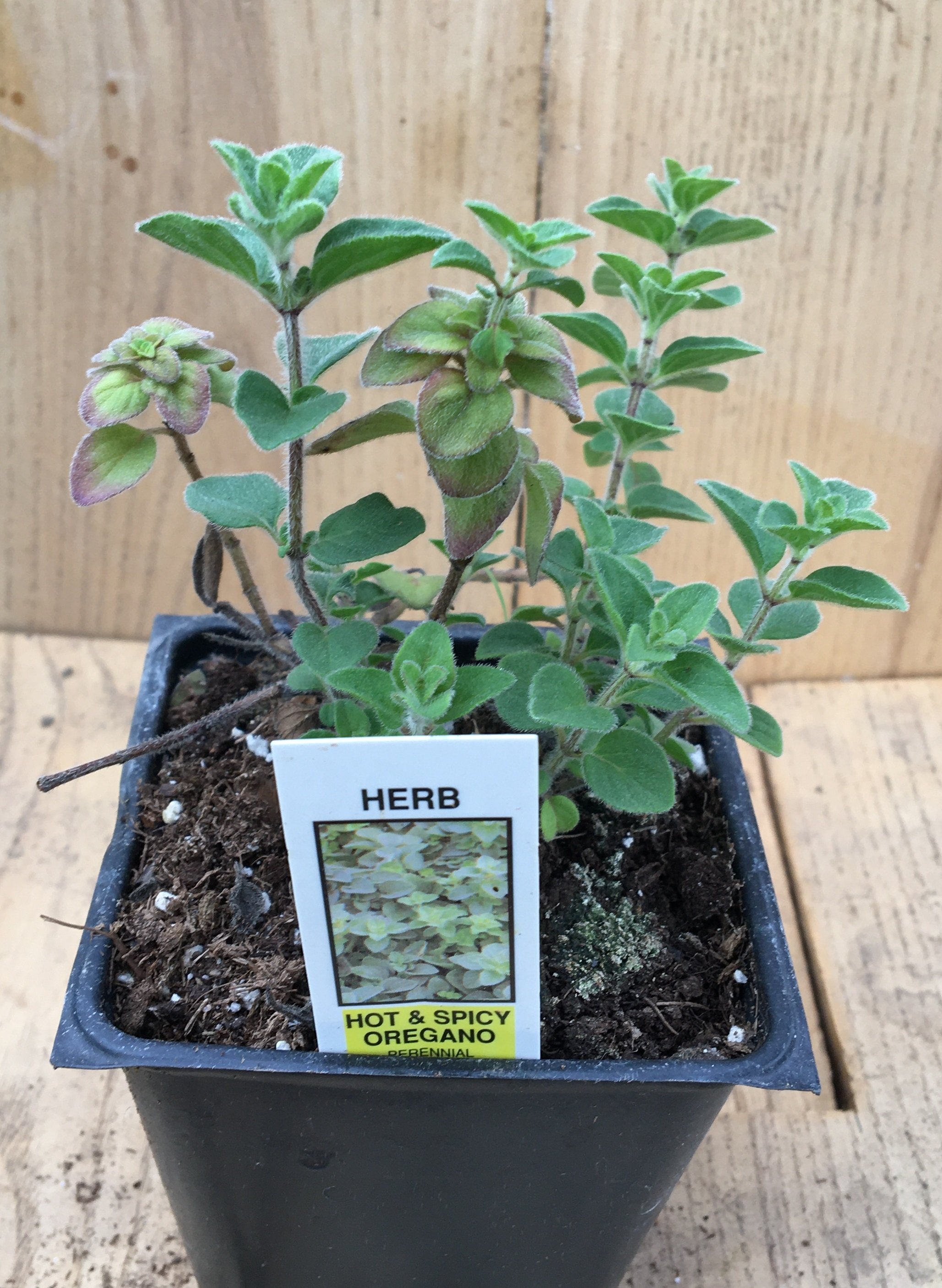 Oregano - Hot and Spicy