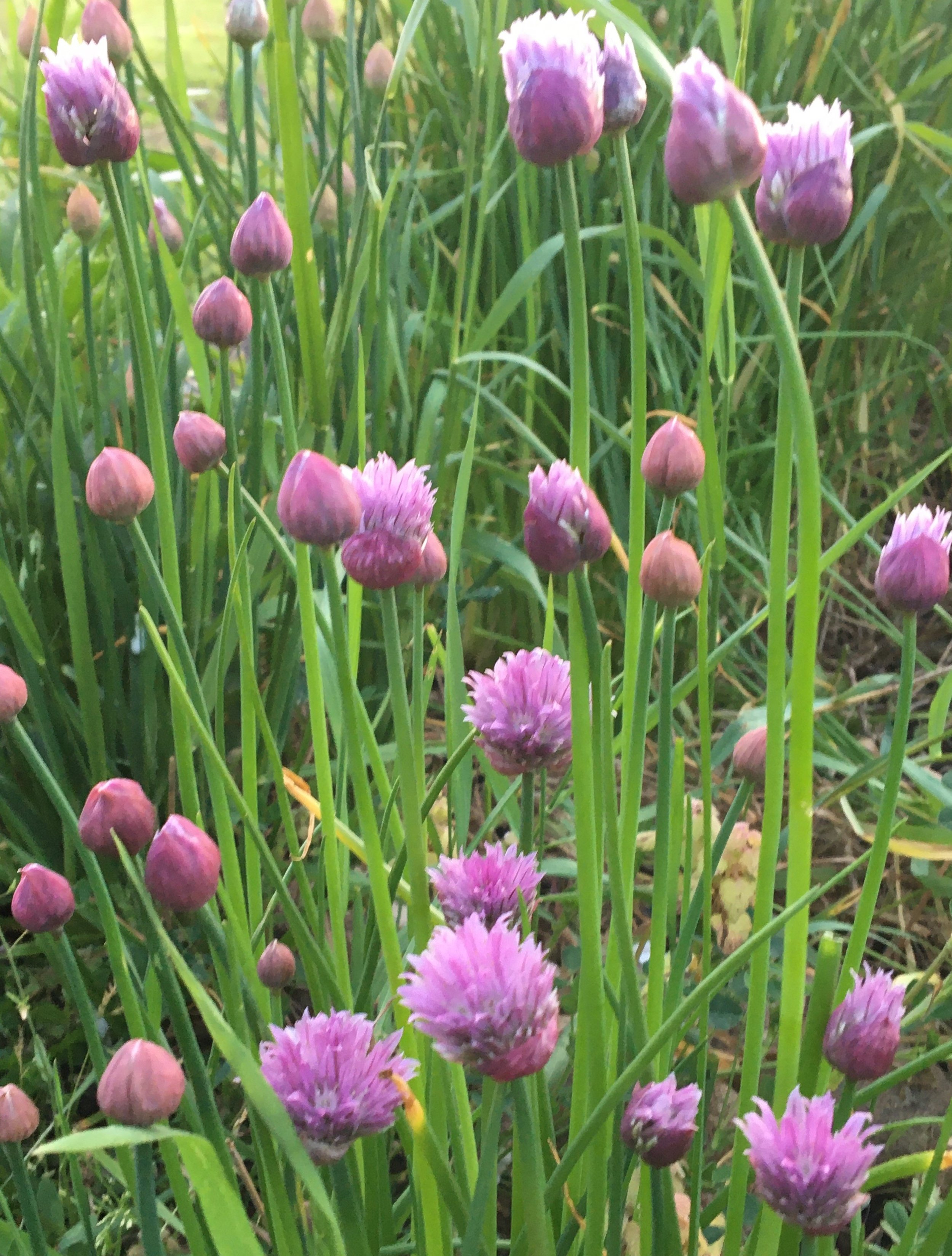 Chives- Regular