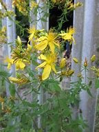 St. John's Wort