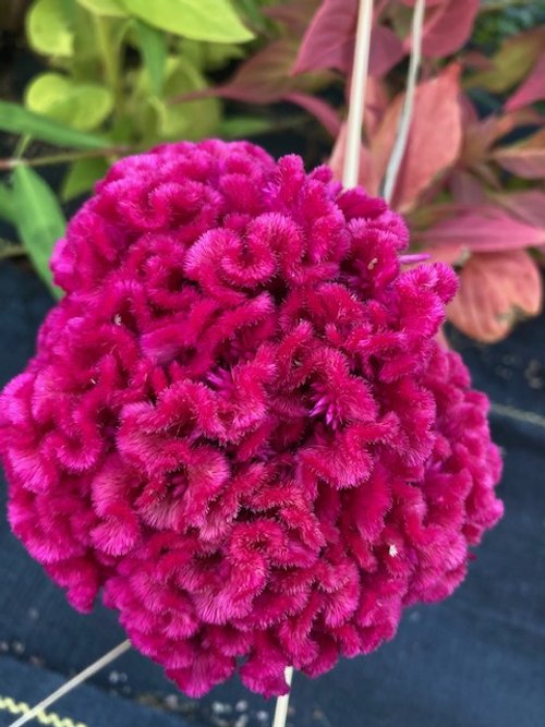 cockscomb deep purple.jpeg