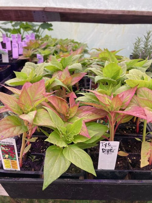 cockscomb tye die plants.jpeg