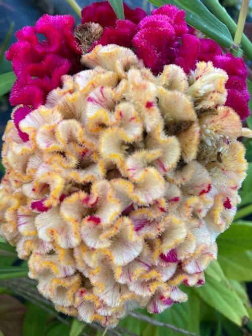 cockscomb tye die mix.jpeg