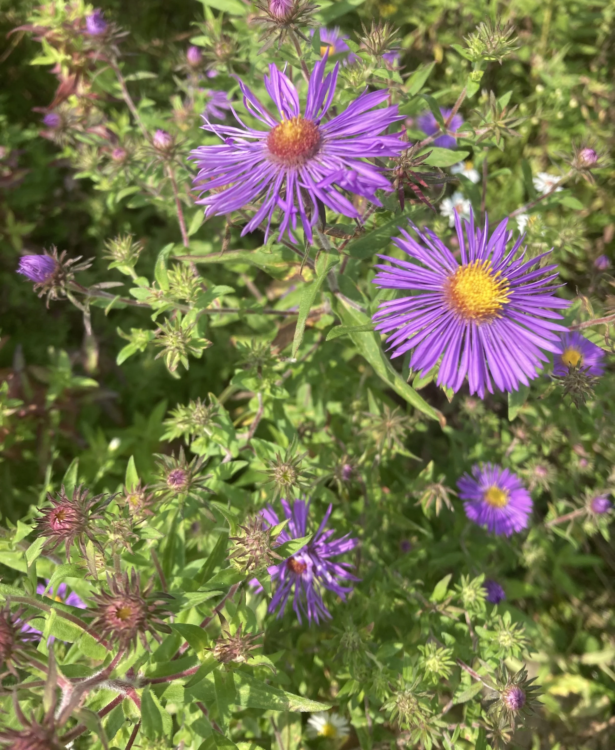 New England Asters