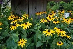 Black Eyed Susan