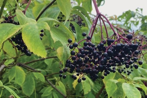 Elderberry - American
