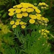 Tansy