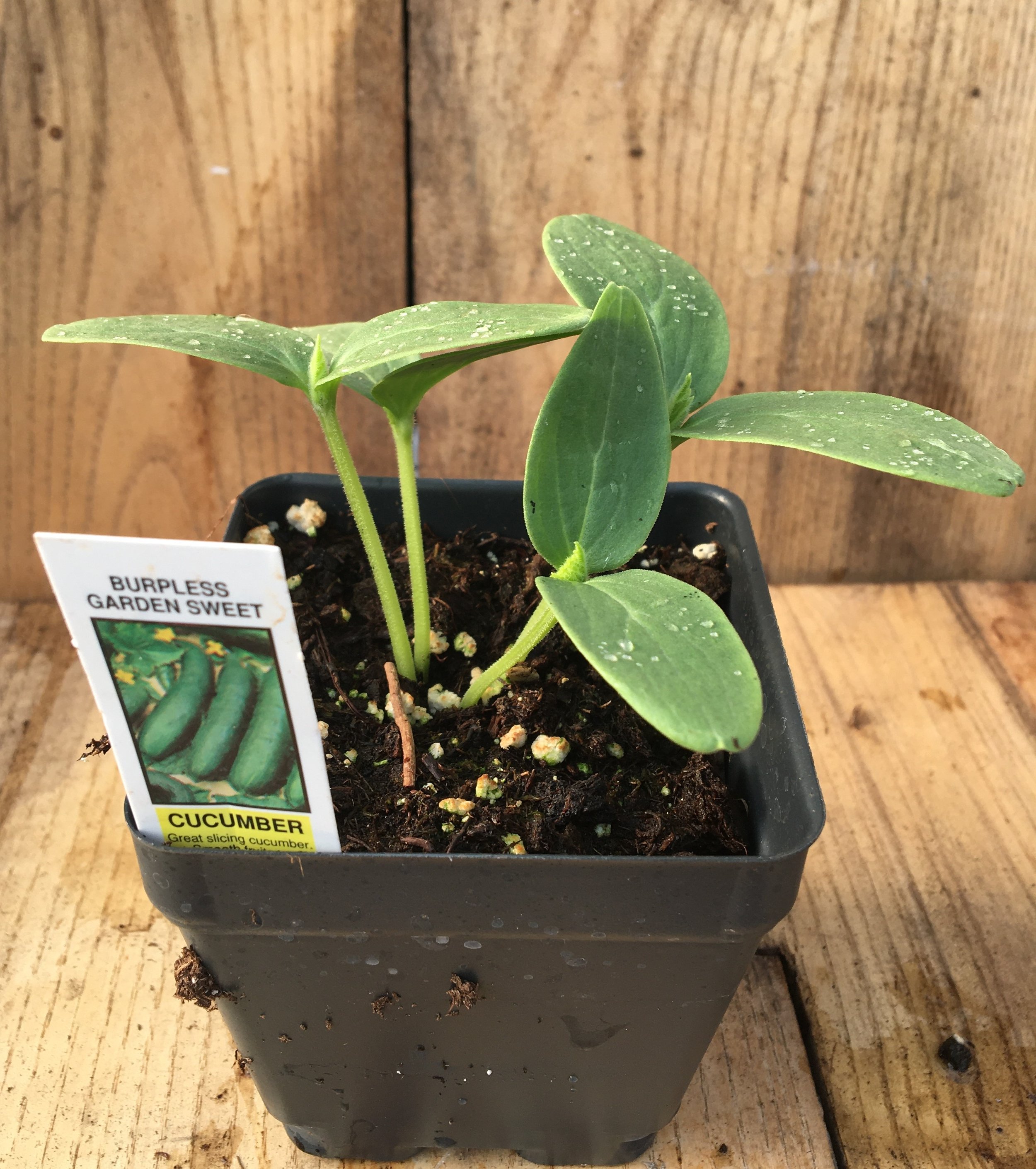 Cucumbers- Garden Sweet Burpless