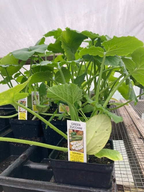 Zucchini Plant.jpeg