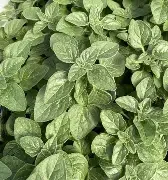 Oregano- Italian