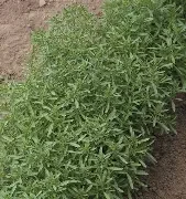 Summer Savory