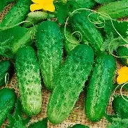 Cucumber- Pick a Bushel (pickle)