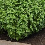 Basil- Everleaf Lemon