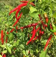 Hot Pepper- Cayenne Long Slim