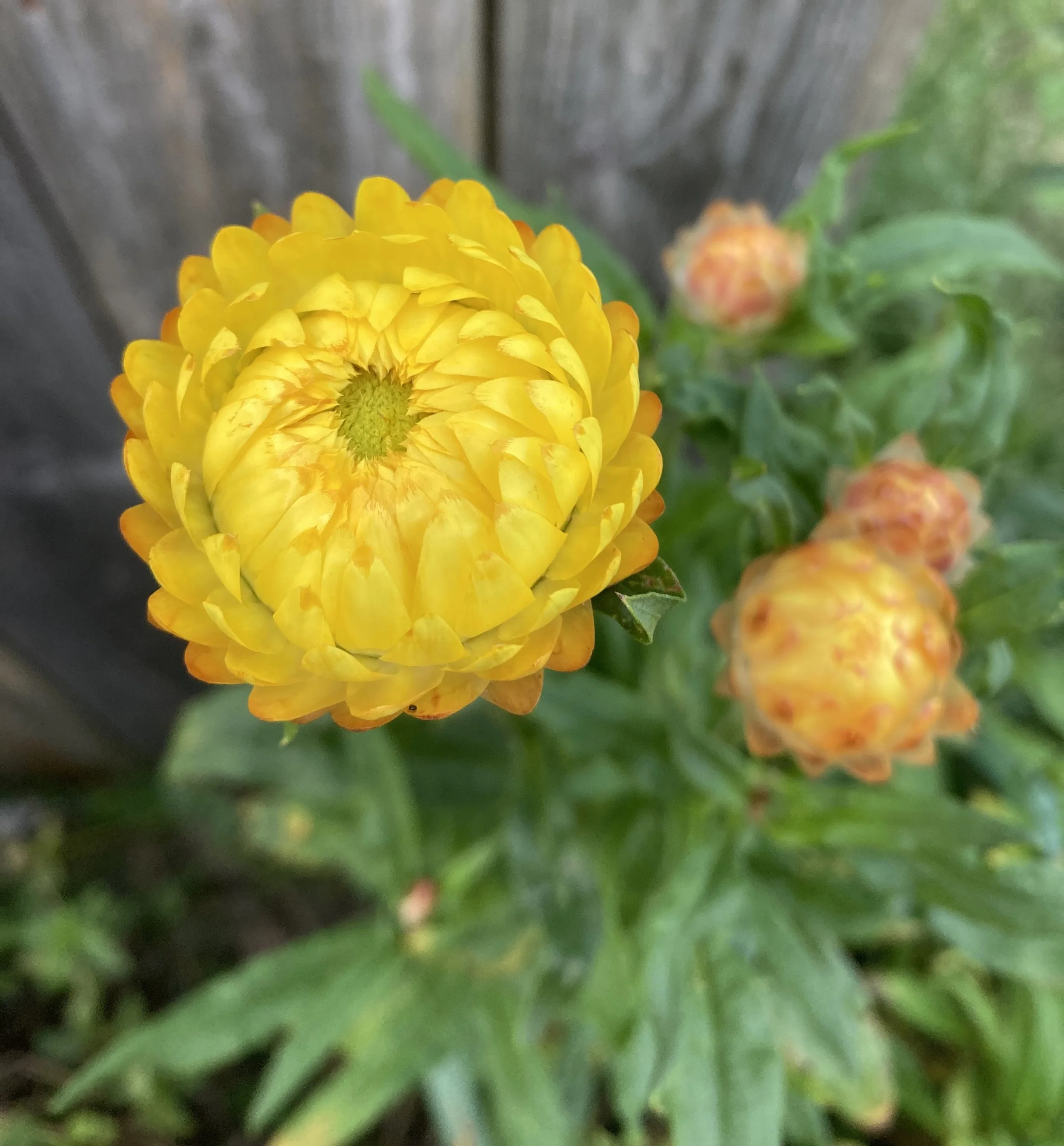 Strawflower yellow.JPG