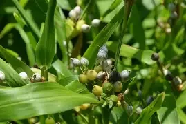 jobs tears with seeds.webp