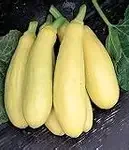 Summer Squash- Amberpic