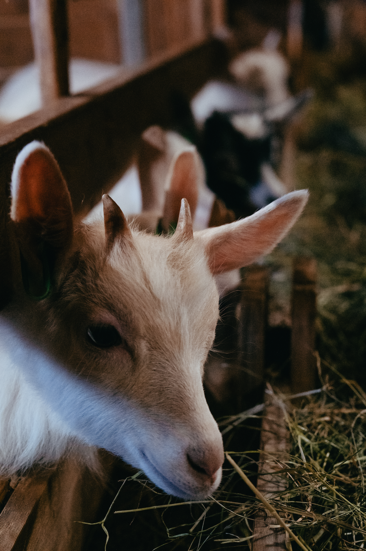 Skjermbilde 2024-01-31 kl. 13.57.57.png